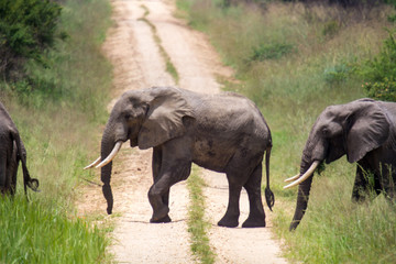 Fototapeta premium African Elephant