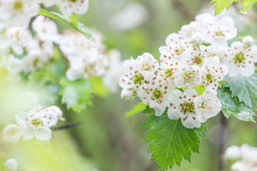 blooming hawthorn flower with green leaf on branch  - obrazy, fototapety, plakaty