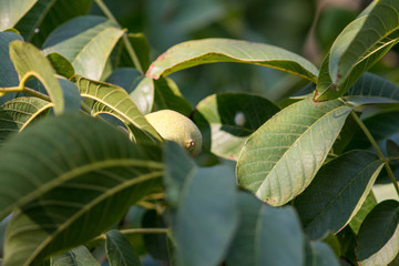 unripe almond in almond tree