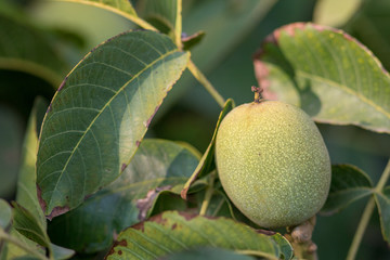 unripe almond in almond tree