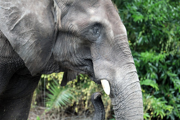 Naklejka premium African Elephant