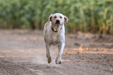 Happy yellow Labrador dog running