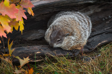 Woodchuck (Marmota monax) Huddled in Log Autumn