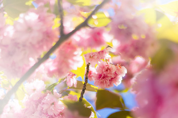 Cherry Blossom soft Focus