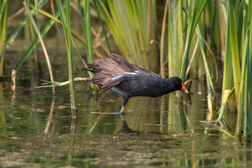 Common Gallinule stretching its leg