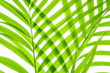 Green leaves Palm texture background isolate at phuket Thailand,