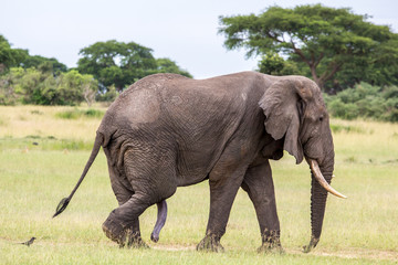 Obraz premium African Elephant