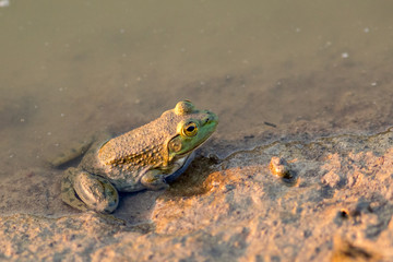 Bullfrog out of water sitting in mud.