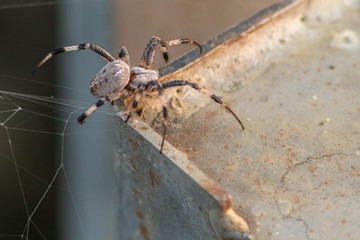 Garden spider building a web