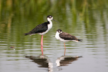Two American Avocet's wading in wetland waters