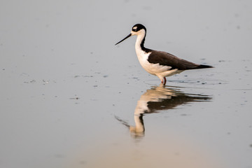 Single American Avocet wading through water