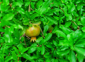 Pomegranate tree with fruits.