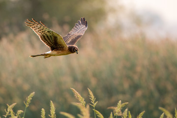 Dark Northern Harrier hawk flaying over grasses hunting for prey.