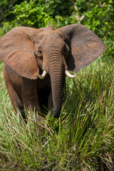 African Elephant