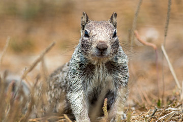 ground squirrel with notched ear