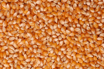 corn grain ground