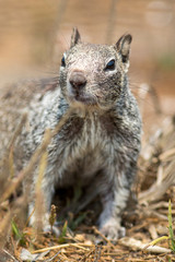Naklejka premium ground squirrel with notched ear