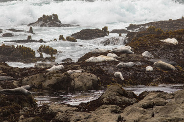Harbor seals sleeping on rocks above crashing waves.