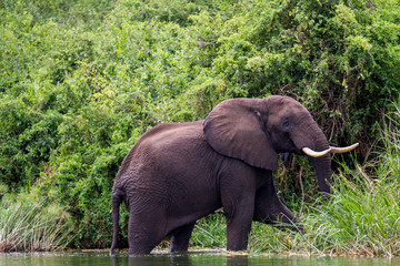 Fototapeta premium African Elephant