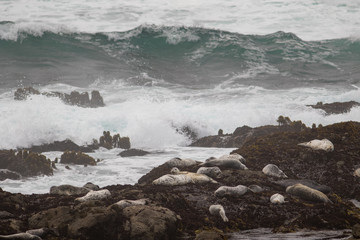 Harbor seals sleeping on rocks above crashing waves.