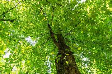 Tree Crown Sunshine