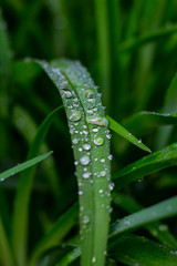 raindrops on the leaves of grass