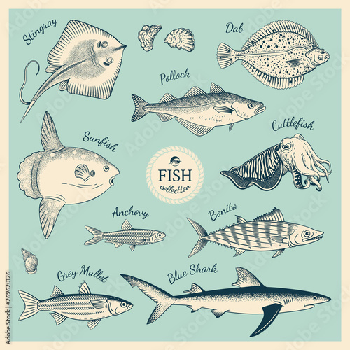 Vintage Fish Illustration Set Wall Mural Wallpaper Murals Olga Serova