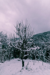 Snow covered tree in himalayas in winters