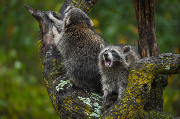 Raccoons (Procyon lotor) Cries Out From Tree in Rain Autumn