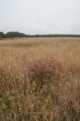 Coastal Highlands covered in tall grass