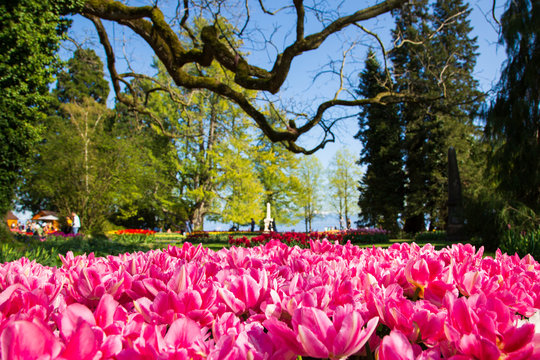 Tulip festival in Morges city park in Switzerland