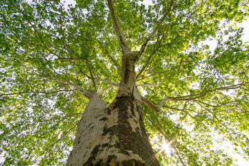 Tree Crown Sunshine