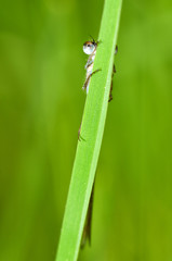 Dragonfly sitting on the stem of the plant.