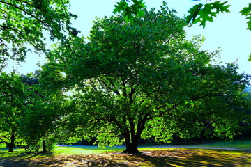 Albero gigante, essenza della vita.