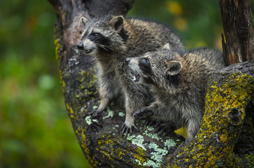 Pair of Raccoons (Procyon lotor) Conflict In Tree Autumn