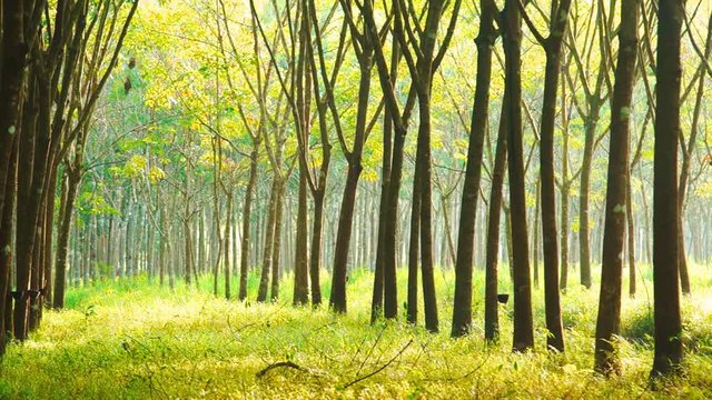 Plantation latex rubber or para rubber tree or tree rubber with leaves branch in southern Thailand