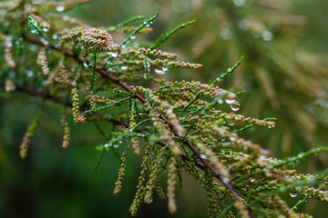 raindrops on the mysterious plant