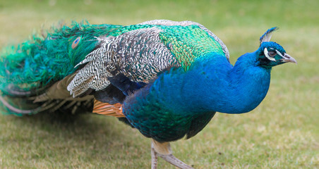 Obraz premium blue peacock (Pavo cristatus)