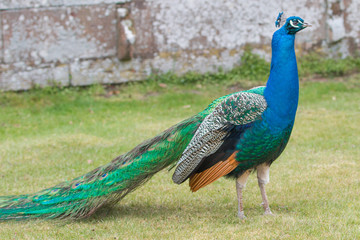 blue peacock (Pavo cristatus)