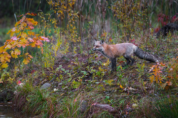 Red Fox (Vulpes vulpes) Looks Towards Edge of Island Autumn