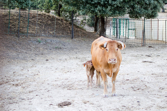 VACA MORUCHA Y TERNERA
