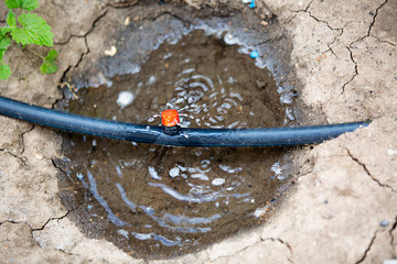 Drip irrigation system for vegetables