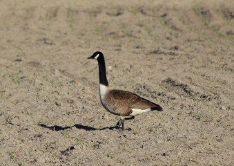 canadian goose