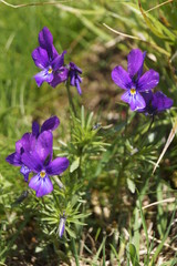 Wild flowers - Johnny Jump up, heartsease - Viola declinata 