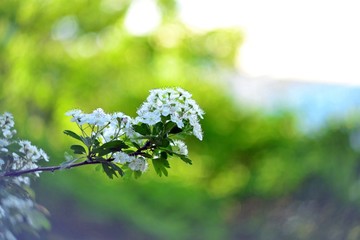 white flowers on green background