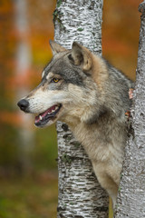 Grey Wolf (Canis lupus) Profile Between Birch Trees Autumn