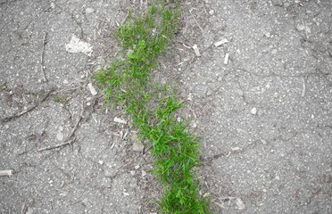 Green grass sprouted through the gray asphalt