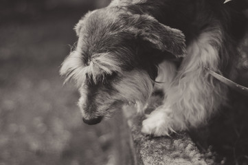 Schnauzer mirando hacia el suelo