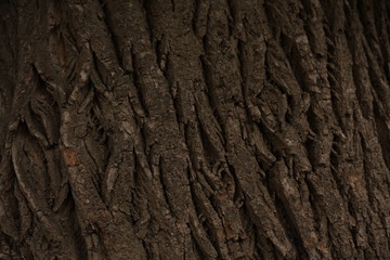 Relief textured bark of a large tree