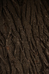 Relief textured bark of a large tree